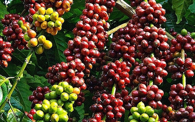 У Вьетнама остается большой потенциал для экспорта кофе в Испанию