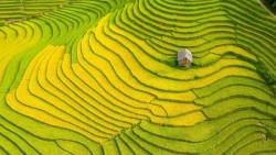 Наслаждение красотой золотых рисовых полей