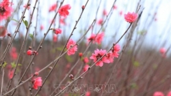 Оживлённая атмосфера в персиковом саду Няттане в районе Тэйхо города Ханоя