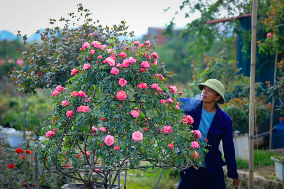Уезд Ме Линь (Ханой) является одним из крупнейших зон по площади выращиванию цветов. (Фото: Хоай Нам/Вьетнам+)