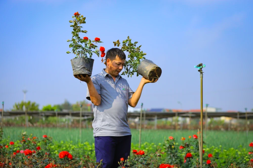 Цветоводы спешно собирают цветы, чтобы успеть доставить их людям и торговцам в разных провинциях и городах страны. (Фото: Хоай Нам/Вьетнам+)
