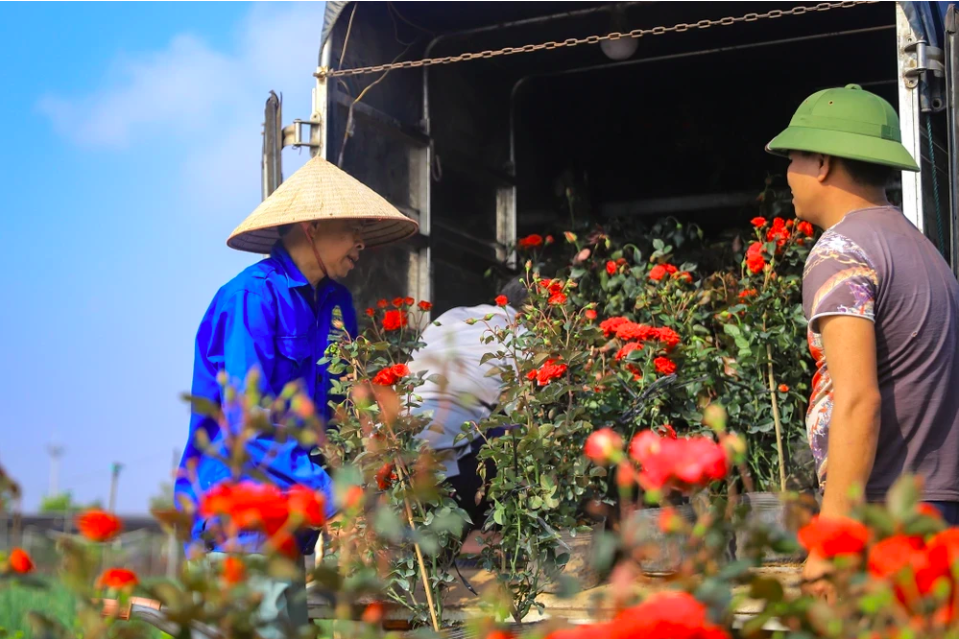 Торговцы из разных провинций и городов также собрались в цветочных деревнях Мелинь, чтобы закупить самые красивые цветочные растения накануне лунного нового года. (Фото: Хоай Нам/Вьетнам+)