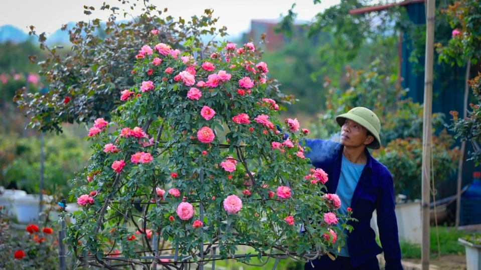 Деревни по выращиванию цветов в пригороде Ханоя готовятся к лунному новому году