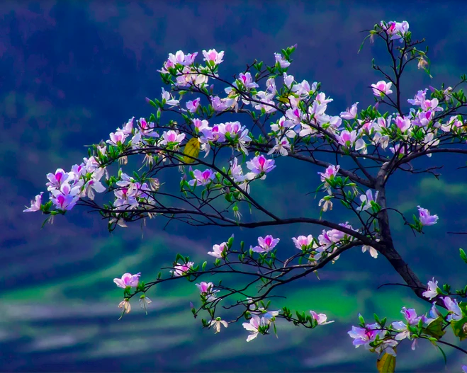 Баугиния пёстрая - символический цветок Дьенбьена. (Фото: CTV/Vietnam+)