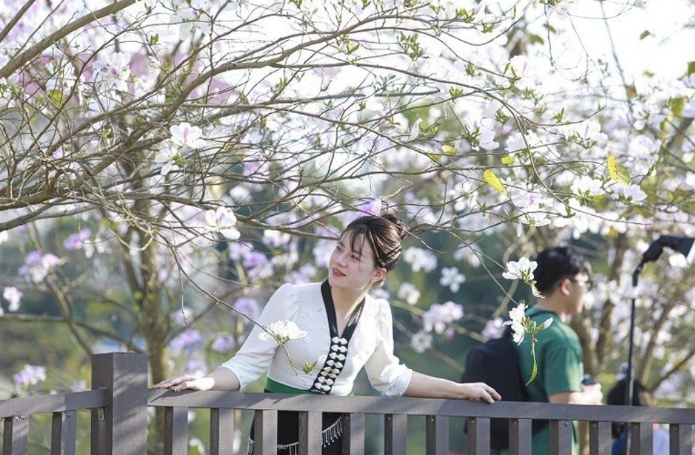 Дьенбьен озаряется белым цветением баухинии