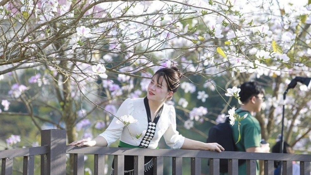 Дьенбьен озаряется белым цветением баухинии