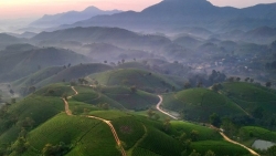 Футхо ищет пути развития туризма на чайных холмах