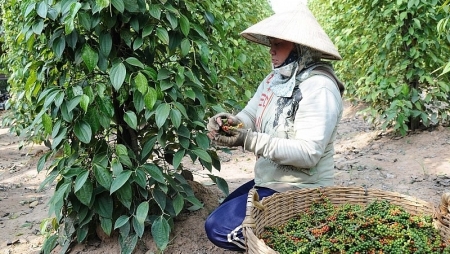 Экспорт перца и специй: вьетнамские предприятия ориентируются на высококачественные экспортные рынки