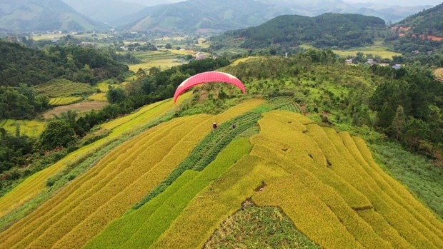 Полет над террасными полями в золотом сезоне в уезде Биньльеу. Фото: Baoquangninh