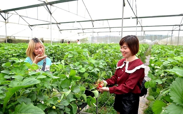 Туристы собирают свежую клубнику на ферме Тханглой. Фото: NDO