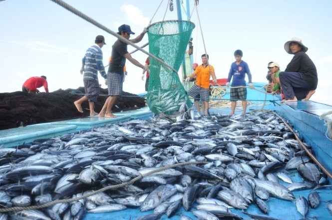 В море Вьетнама обитает 2038 видов рыб, из них более 100 видов рыб можно вылавливать в хозяйственных целях. Фото: Тан Ву / ttdn.vn