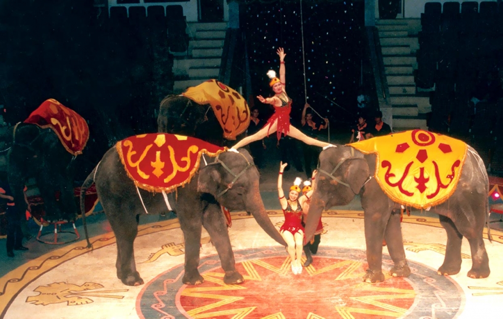 Вьетнамское цирковое искусство –  гордость вьетнамского народа