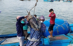 Вьетнам готов к сотрудничеству и обмену опытом в борьбе с незаконным рыбным промыслом