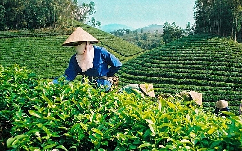 Вьетнамский чай лидирует на тайваньском рынке