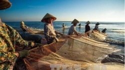 Стремление к снятию желтой карточки в отношении вьетнамских морепродуктов в 2023 году