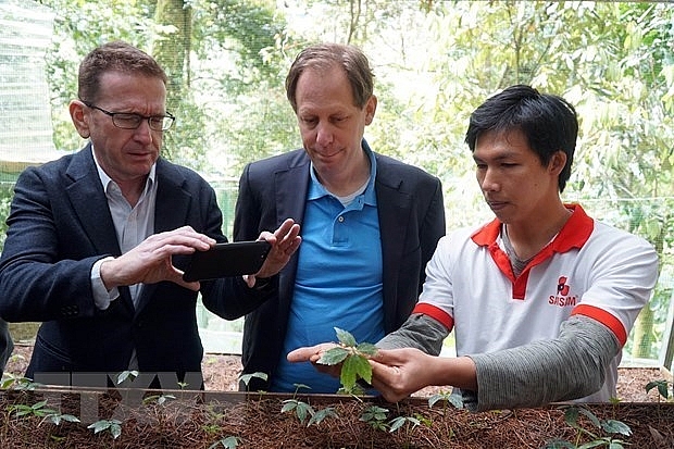Иностранные эксперты инспектируют выращивание женьшеня Нгоклинь в Куангнаме