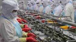 Положительный рост объема экспорта вьетнамских креветок за рубеж