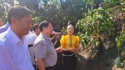 Премьер-министр посетил районы сельскохозяйственного производства в провинции Шонла
