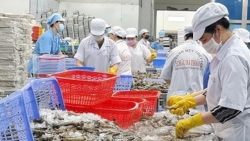 Консультации по экспорту морепродуктов на африканский рынок