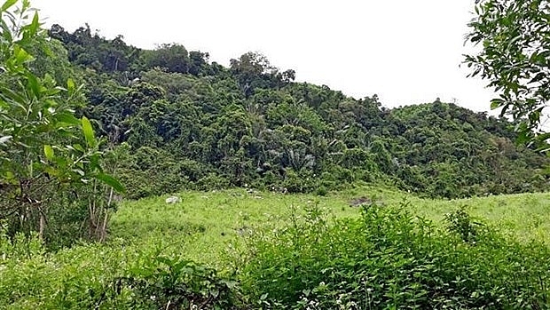 Куангнам расширяет естественную среду обитания редких лангуров