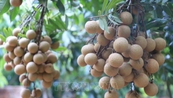 Вьетнам завершает процедуру экспорта лонгана в Японию
