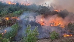 Высок риск лесных пожаров в провинции Хатинь из-за сильной жары