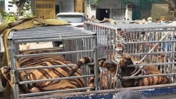 Жители провинции Нгеан держали дома 17 тигров