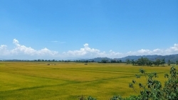 Наслаждение деликатесным рисом в вулканической земле Кронгно