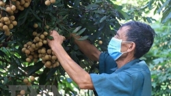 Вьетнамская сельскохозяйственная продукция пользуется популярностью на требовательном рынке ЕС