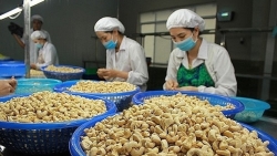 Вьетнам становится ведущим рынком для камбоджийских орехов кешью