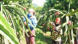 Плоды драконфрута Хайзыонга получат коды зон выращивания на экспорт