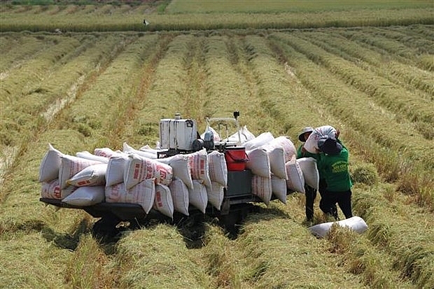 ЕС доведет ставку налога на вьетнамский рис до 0% через 3-5 лет