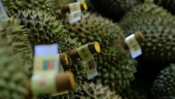 Ламдонг экспортировал первые 70 тонн дуриана в Китай