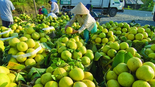 Сельскохозяйственная продукция под брендом «Виньлонг» появилась на платформе электронной коммерции под доменом .vn