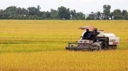 Развитие сельского хозяйства: Россия может перенять опыт Вьетнама