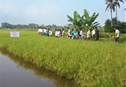 Провинция Камау развивает производство экологически чистого риса