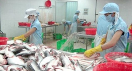 Вьетнамские провинции Дельты реки Меконг имеют огромный потенциал для экспорта пангасиуса