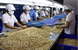 Вьетнам стремится к увеличению экспорта продуктов сельскоого, лесного, рыбного хозяйств до $60-62 млрд в 2030 году