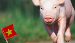 Россия вошла в топ-3 поставщиков свинины во Вьетнама по итогам 2020 года