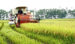 Крестьяне Вьетнама стремятся преодолеть пандемию для получения хорошего урожая