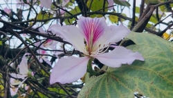 Сезон цветения баухинии в Ханое