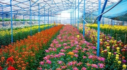 История цветоводства и овощеводства в Далате