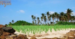 Остров Лишон (Вьетнам) - место выращивания лука и чеснока