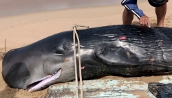 В провинции Фуйен на берегу нашли 300-килограммового кита