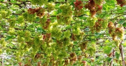 Ниньтхуан выращивает множество высококачественных винных сортов винограда