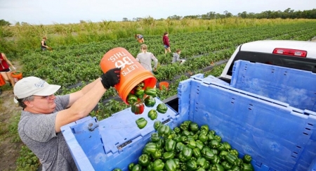Китай прекратил закупки сельхозпродукции из США