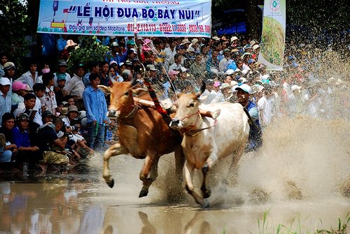 Праздничные гонки быков в районе Байнуй, провинция Анжанг