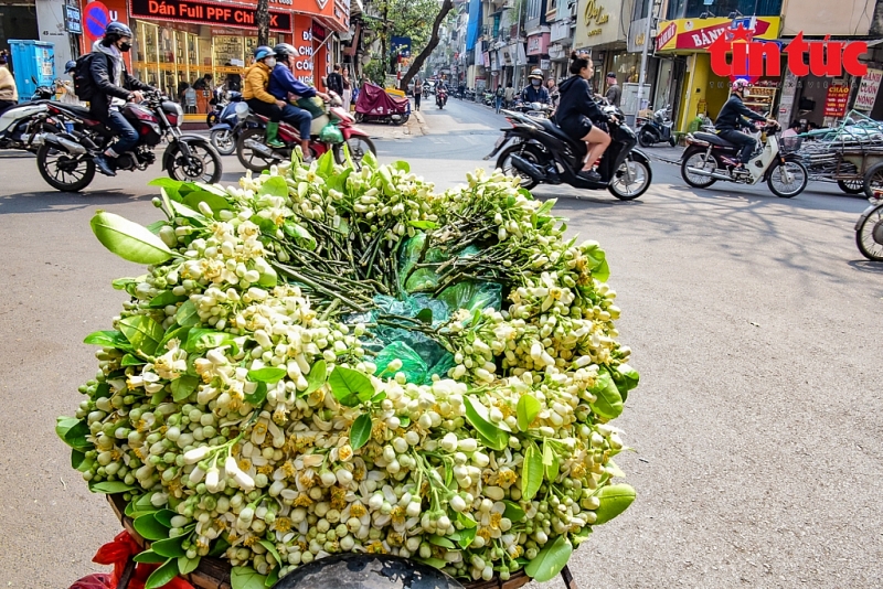 Сезон цветов грейпфрутов на улицах Ханоя