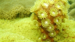 Восхищение красотой кораллов, возрождённых в самом сердце бухты Халонг