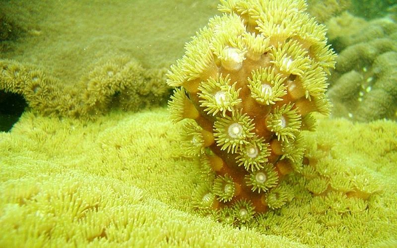 Восхищение красотой кораллов, возрождённых в самом сердце бухты Халонг